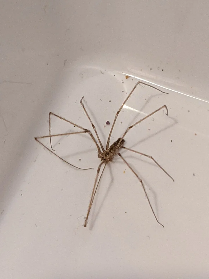 A cellar spider with very long thin legs on a pale wall